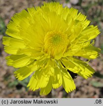 Hieracium lactucella (jastrzębiec gronkowy)