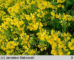 Hippocrepis comosa