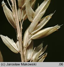 Holcus lanatus (kłosówką wełnistą)