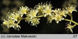 Holodiscus discolor (prostokrężnik różnobarwny)