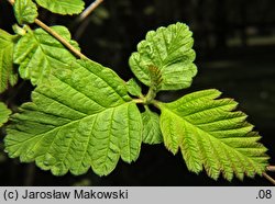 Holodiscus discolor (prostokrężnik różnobarwny)