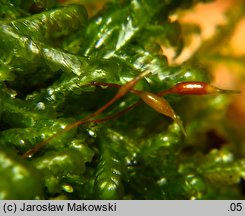 Homalia trichomanoides (gładysz paprociowaty)