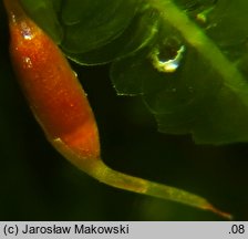 Homalia trichomanoides (gładysz paprociowaty)