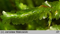 Homalia trichomanoides (gładysz paprociowaty)