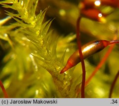 Homalothecium lutescens (namurnik żółtawy)