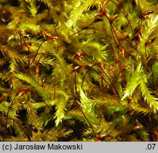 Homalothecium lutescens (namurnik żółtawy)