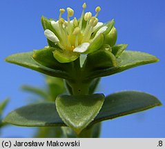 Honckenya peploides