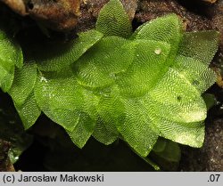 Hookeria lucens (płaskolist lśniący)