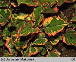 Houttuynia cordata (pstrolistka sercowata)