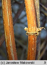 Humulus lupulus (chmiel zwyczajny)