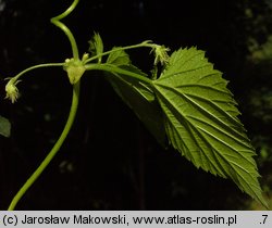 Humulus lupulus (chmiel zwyczajny)