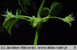 Humulus lupulus (chmiel zwyczajny)