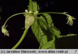 Humulus lupulus (chmiel zwyczajny)