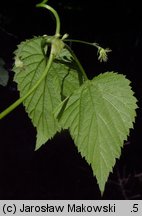 Humulus lupulus (chmiel zwyczajny)