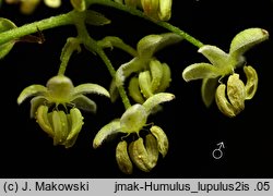 Humulus lupulus (chmiel zwyczajny)