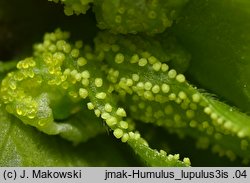 Humulus lupulus (chmiel zwyczajny)