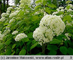 Hydrangea arborescens (hortensja krzewiasta)