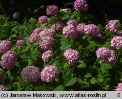 Hydrangea macrophylla (hortensja ogrodowa)