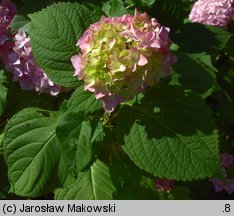 Hydrangea macrophylla (hortensja ogrodowa)