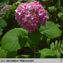 Hydrangea macrophylla (hortensja ogrodowa)