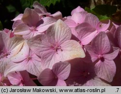 Hydrangea macrophylla (hortensja ogrodowa)