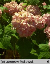 Hydrangea macrophylla (hortensja ogrodowa)