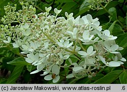 Hydrangea paniculata Grandiflora