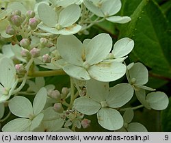 Hydrangea paniculata Grandiflora