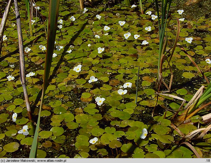 Hydrocharis morsus-ranae