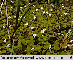 Hydrocharis morsus-ranae