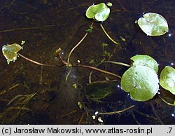 Hydrocharis morsus-ranae