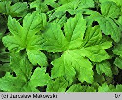 Hydrophyllum canadense (czerpatka kanadyjska)