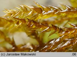 Hygrohypnum luridum (moczarnik błotny)