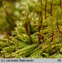 Hygrohypnum luridum (moczarnik błotny)