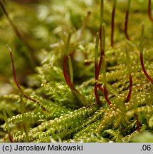 Hygrohypnum luridum (moczarnik błotny)