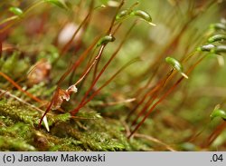 Hygrohypnum luridum (moczarnik błotny)