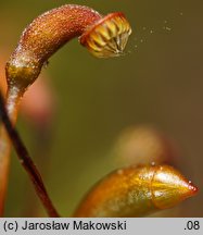 Hygrohypnum luridum (moczarnik błotny)