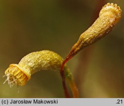 Hygrohypnum luridum (moczarnik błotny)