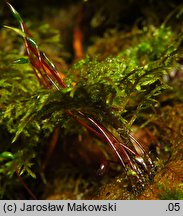 Hylocomium splendens (gajnik lśniący)