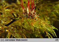 Hylocomium splendens (gajnik lśniący)