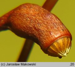 Hylocomium splendens (gajnik lśniący)