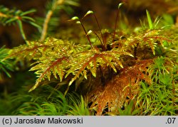 Hylocomium splendens (gajnik lśniący)