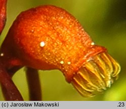 Hylocomium splendens (gajnik lśniący)