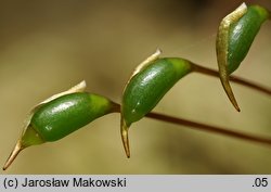 Hylocomium splendens (gajnik lśniący)