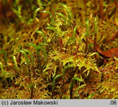 Hylocomium splendens (gajnik lśniący)