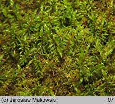 Hylocomium splendens (gajnik lśniący)