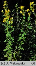 Hypericum hirsutum (dziurawiec kosmaty)