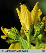 Hypericum hirsutum (dziurawiec kosmaty)