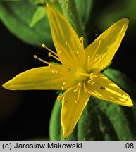 Hypericum hirsutum (dziurawiec kosmaty)