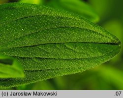 Hypericum hirsutum (dziurawiec kosmaty)